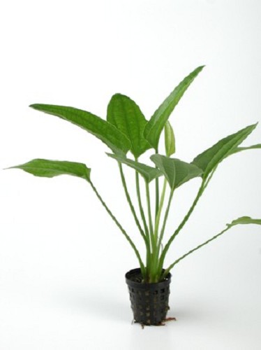 Echinodorus radicans im Topf