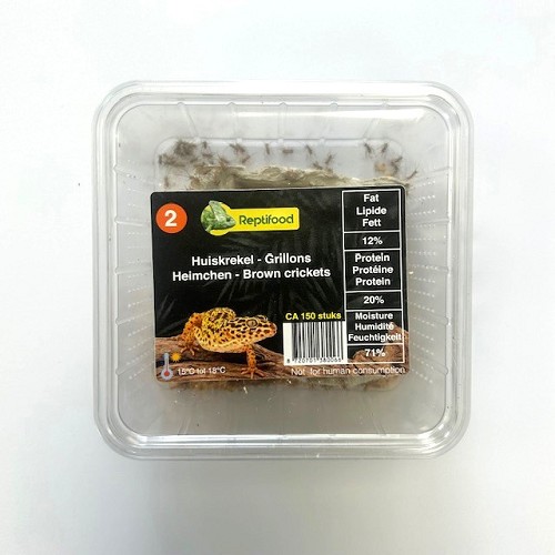 Heimchen Grosse 2 in Dose