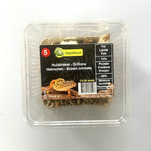 Heimchen Grosse 5 in Dose