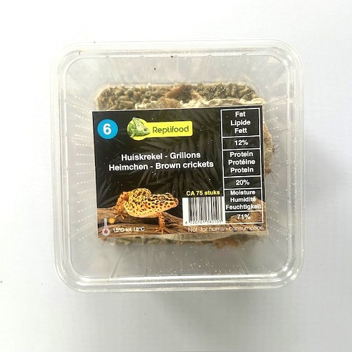 Heimchen Grosse 6 in Dose