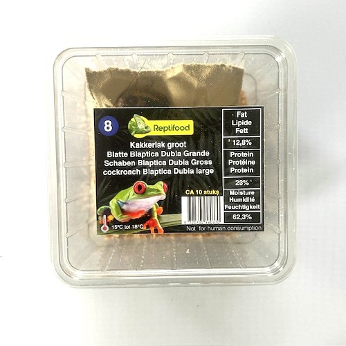 Kakerlake BD erwachsen in Schachtel
