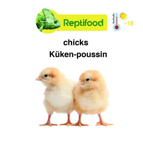 Gefrorene Küken verpackt pro 1 kg.