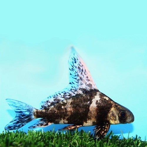 Myxocyprinus asiaticus - Wimpelkarpfen SM