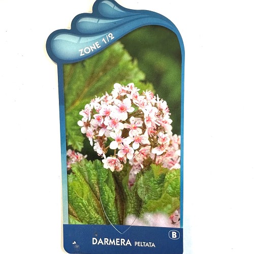 Darmera peltata- Paraplublad