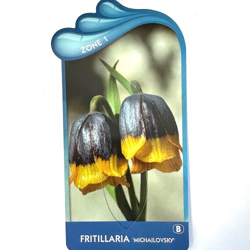Fritillaria 'Michailovsky'-Kievitsbloem
