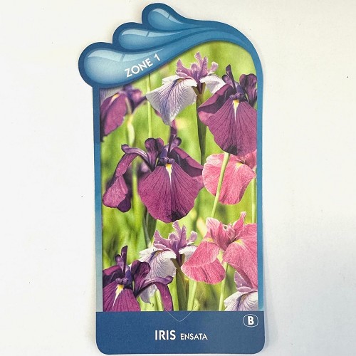 Iris ensata-Japanse iris