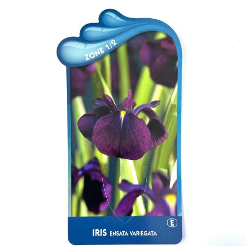 Iris ensata variegata-Japanse iris