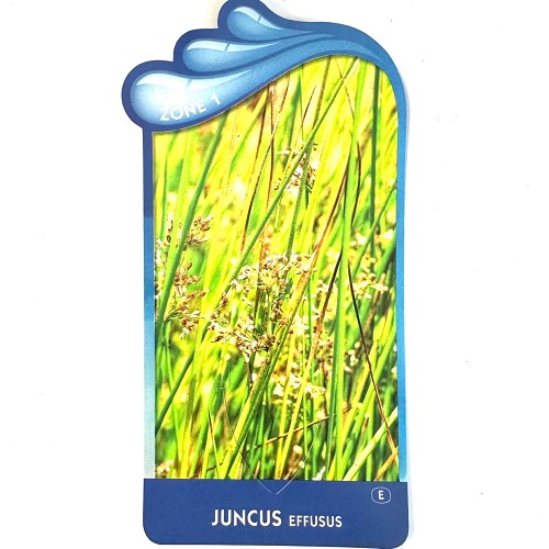 Juncus effusus - Pitris