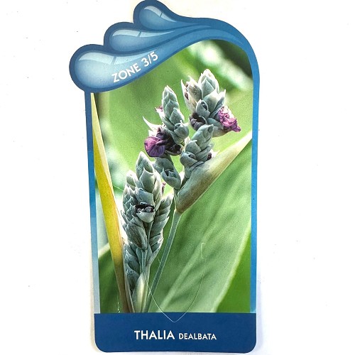 Thalia dealbata- Thalia