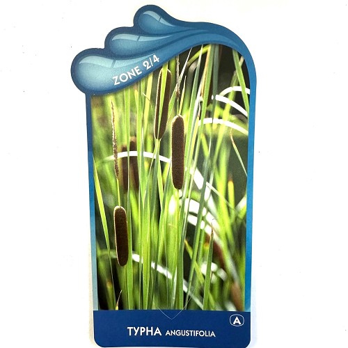 Typha angustifolia- Smalbladige lisdodde