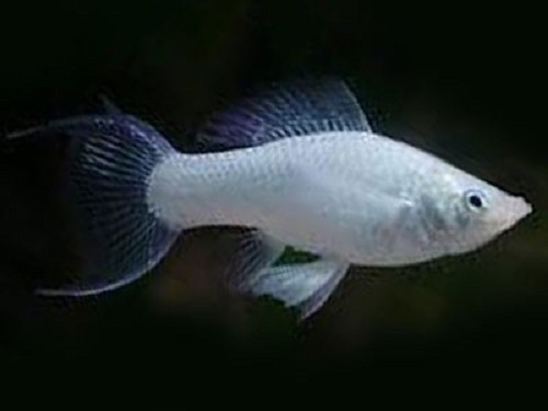 Poeciliidae sphenops golddust - Goldstaub molly M