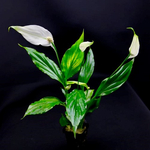 Spathiphyllum wallissi - Scheidenblatt im topf