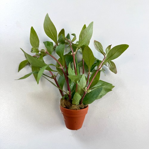 Alternanthera reineckii - Schmalblättriges Papageienblatt im terra cotta topf