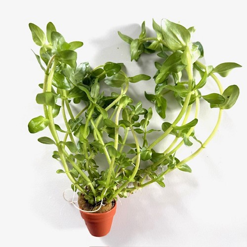 Bacopa caroliniana - Fettblatt, Großes im terra cotta topf