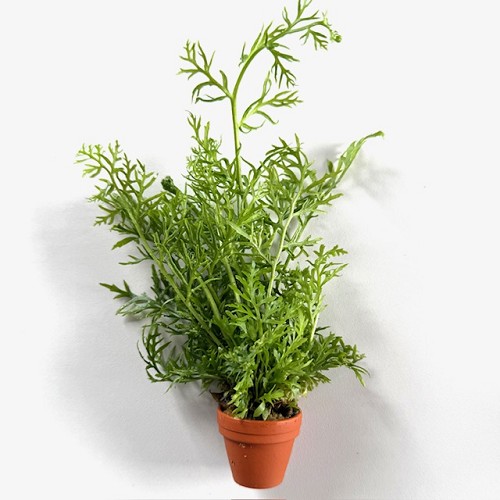 Certatopteris siliquosa - Sumatrafarn im terra cotta topf