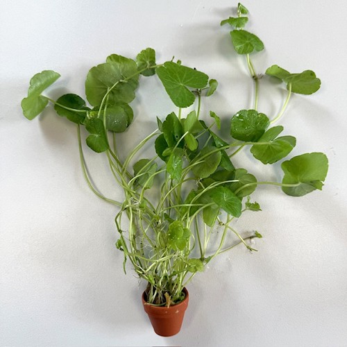Hydrocotyle leucocephala - Brasiliansicher Wassernabel im terra cotta topf