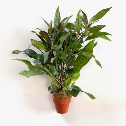 Hygrophila  siamensis - Breitblättriger Riesenwasserfreund im terra cotta topf