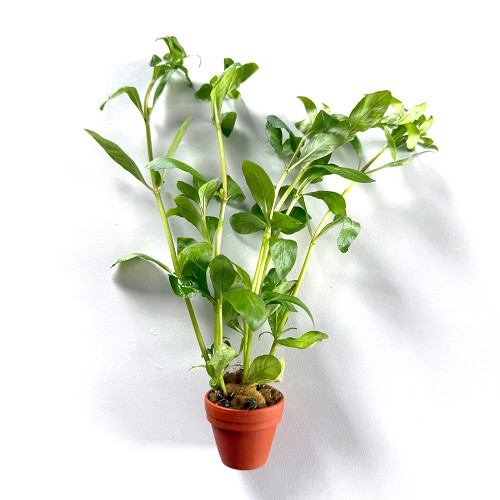 Hygrophila polysperma - Indischer Wasserfreund im terra cotta topf