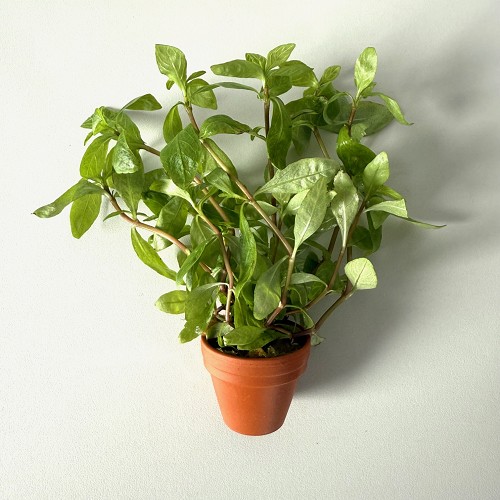 Hygrophila roseanerva - Indischer Wasserfreund im terra cotta topf