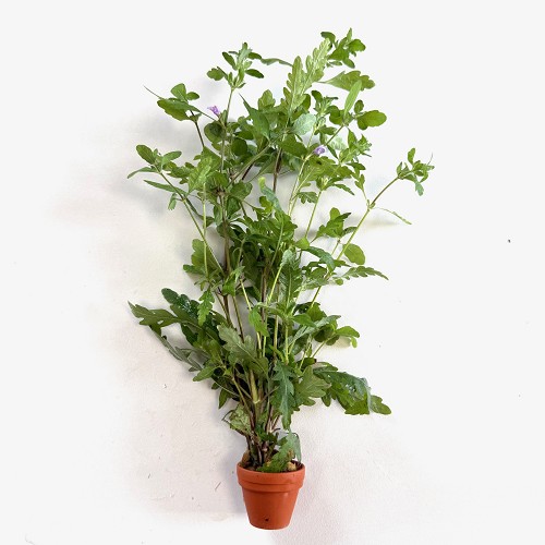 Hygrophila pinnatifida - Fiederspaltiger Wasserfreund im terra cotta topf