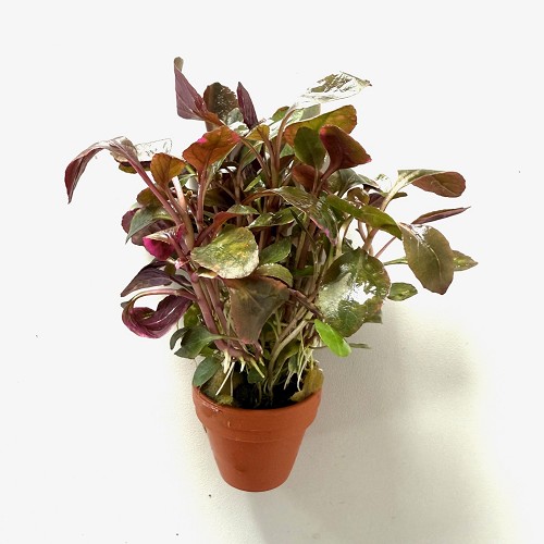 Lobelia cardinalis - Kardinalslobelie im terra cotta topf