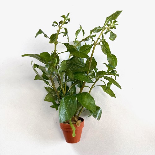 Ludwigia glandulos im terra cotta topf