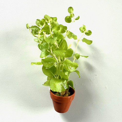 Lysimachia nummularia aurea - Gelbes Pfennigkraut im terra cotta topf