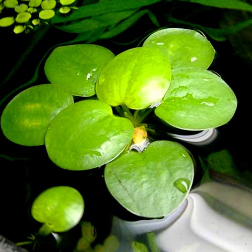 Limnobium spongia - Südamerikanischer Froschbiss