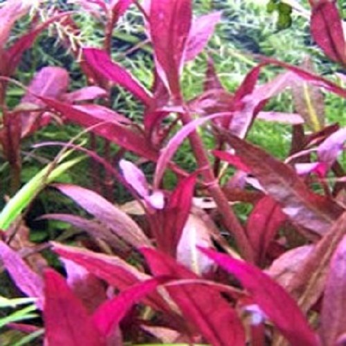 Alternanthera sessiles - Sitzendes Papageienblatt im bündel