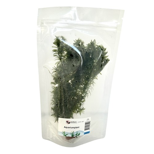 Elodea densa - Dichtblättrige Wasserpest im bündel