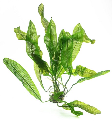 Aponogeton fenestralis (madagascarensis) - Gitterblattpflanze knollen