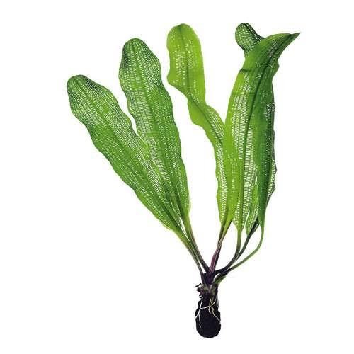 Aponogeton henkelianus - Große Gitterpflanze knollen