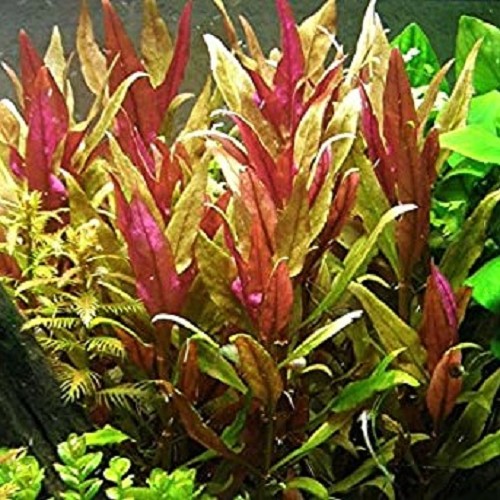 Alternanthera rosaeofolia - Rosablättriges Papageienblatt im topf