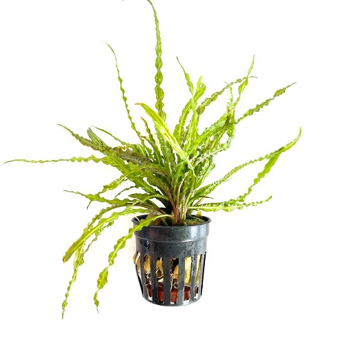 Cryptocoryne balansae - Grasblättriger Wasserkelch im topf