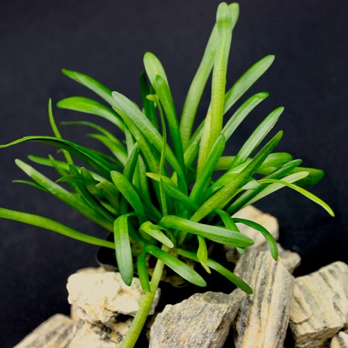 Sagittaria subulata - Flutendes Pfeilkraut im topf