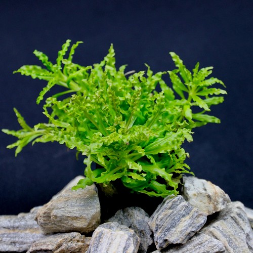 Pogostemon helferi - Daonoi/ kleiner Wasserstern im topf
