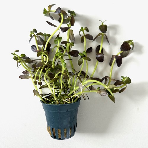 Bacopa salzmannii purple - Kleines Fettblatt im topf