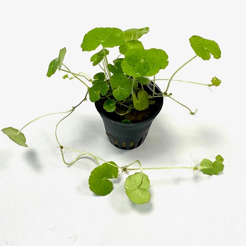 Hydrocotyle leucocephala - Brasiliansicher Wassernabel im topf