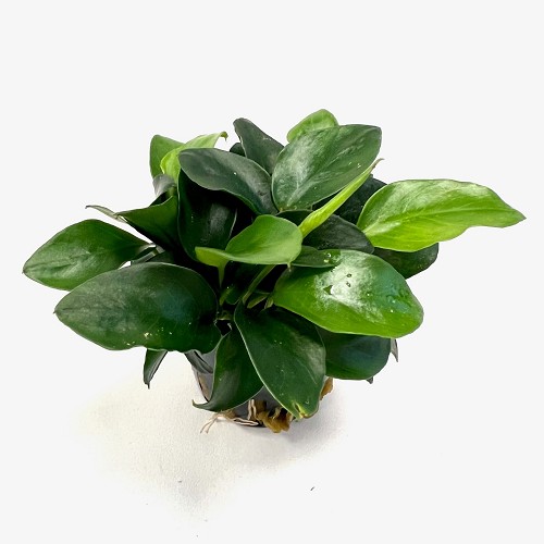 Anubias nana mini - Zwergspeerblatt mehrtriebig im topf