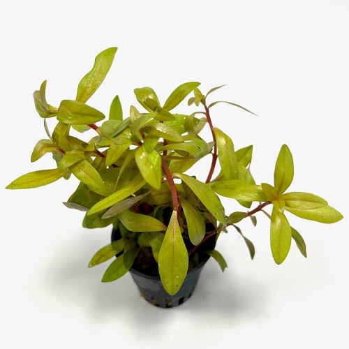 Ammania pedicellata gold im topf