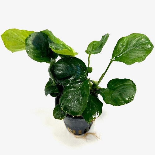 Anubias barteri coin leaf- Breitblättriges Speerblatt im topf