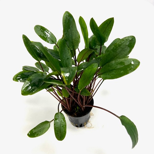 Cryptocoryne beckettii viridifolia - Becketts Wasserkelch im topf
