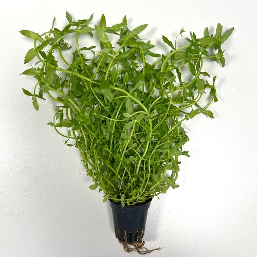 Gratiola viscidula im topf