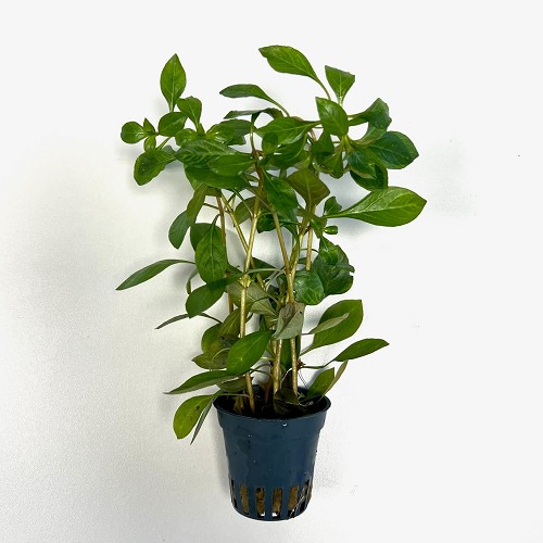 Ludwigia parigata  "dark orange" im topf