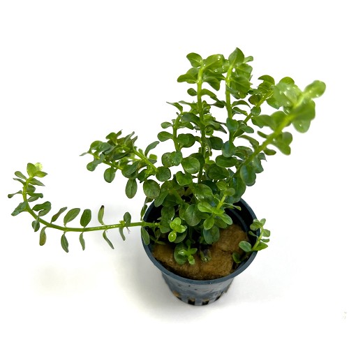 Rotala sp. grün - Grüne Rotala