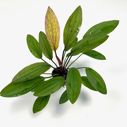 Echinodorus Regine Hildebrandt im Topf