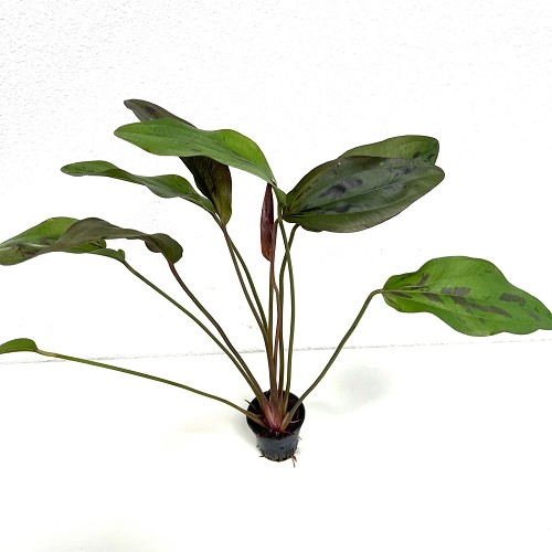 Echinodorus felix im Topf