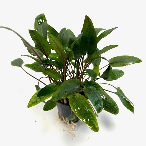 Cryptocoryne moehlmannii im topf