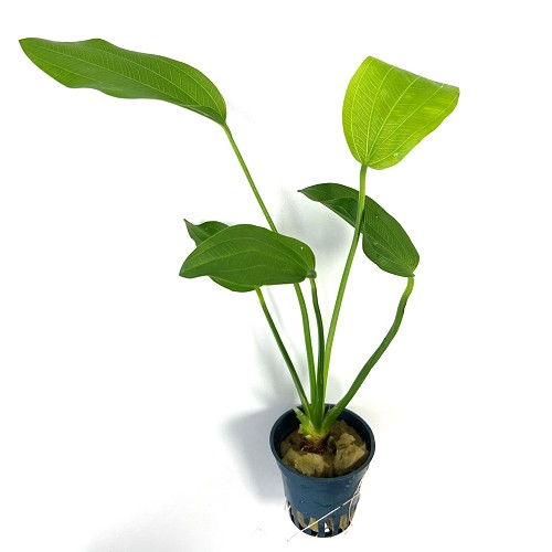 Echinodorus argentinensis  im Topf