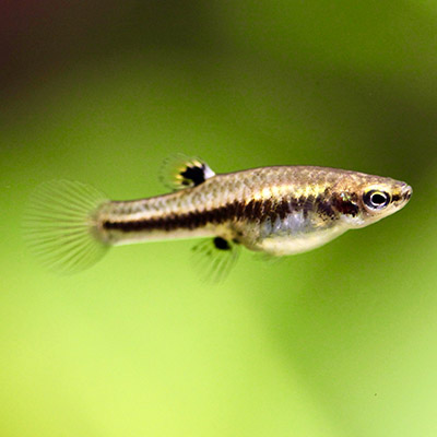 Lebendiggebährende fische